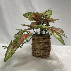 Simulation Maison Décoration Plante Rouge Gradient Feuille <span class=keywords><strong>Arum</strong></span> Famille Vert Plante Pot-149 - Product Image 1