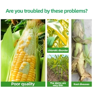 ذرة رقم 1 سماد عضوي سائل عالي الإنتاجية للذرة ، قابل للتطبيق على الذرة ، ذو إنتاجية عالية ويستخدم عالميًا في الزراعة - Product Image 4