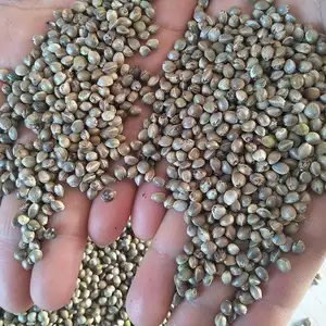 Semillas de cáñamo chinas de grano de alimentación animal para alimentación de aves