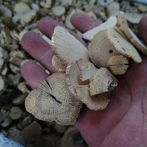 Rodajas de Tallo de <span class=keywords><strong>Akebia</strong></span> (Chuan Mu Tong), Rodajas de Tallo de Clematis Armandii, Secas Naturalmente, con 1 Año de Vida Útil, de Bozhou, China, para Uso Herbal - Product Image 4