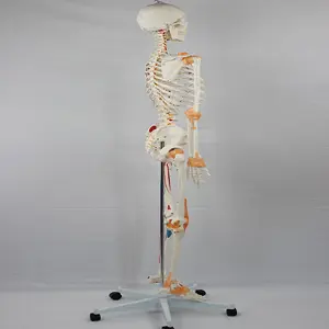 Modelo de esqueleto humano de pvc, modelo de anatomia do esqueleto humano de 180cm com músculo colorido e ligânio