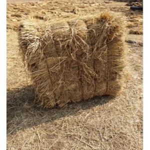 Control de humedad de paja de arroz, productos agrícolas, revestimiento de paja para forraje con soporte de cultivo, paja seca, alta calidad, 100% virgen - Product Image 1
