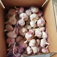 Ail blancs normaux de récolte fraîche dans le sac/carton de la maille 10kg