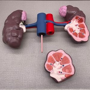 Animal avanzado PVC ganado vaca riñón modelo anatómico para la enseñanza - Product Image 3