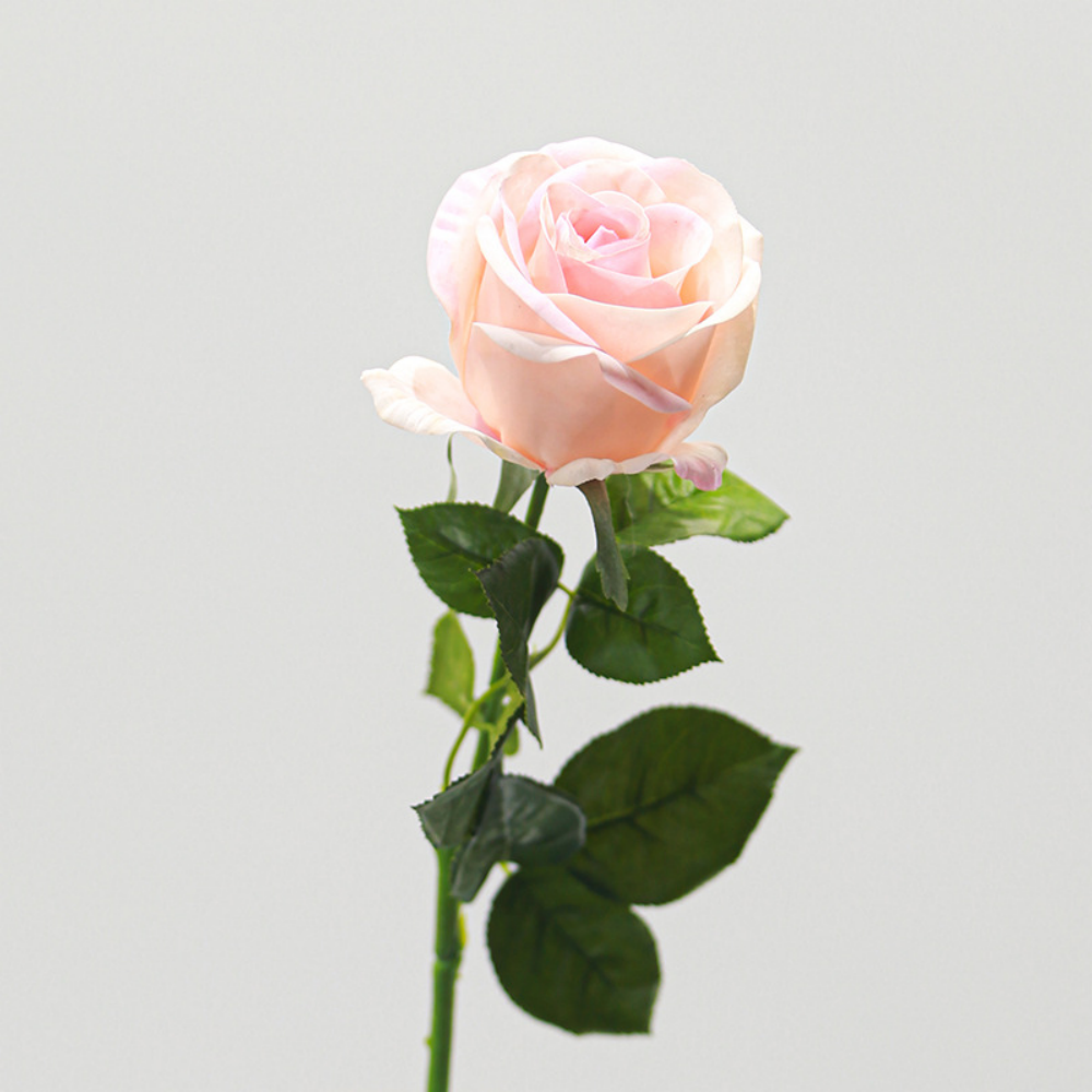 Rose blanc