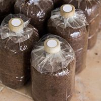 Autocollants en papier filtre synthétique 20 mm, disques filtrants synthétiques en bande pour la culture de champignons, à appliquer sous les bocaux Mason