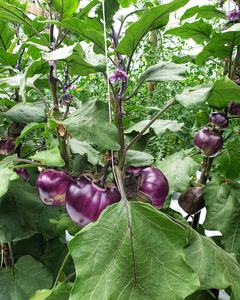 دفيئة بإطار معدني سريعة التركيب للاستخدام المنزلي في الفناء الخلفي، مقاومة للماء مع زجاج مقوى وحجم قابل للتخصيص - Product Image 6