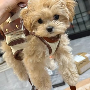 Luxuriöser Hunde- & Katzen-Schulter-/Handrucksack aus Kunststoff, tragbarer, leichter, atmungsaktiver Träger für kleine bis mittelgroße Haustiere - Product Image 1