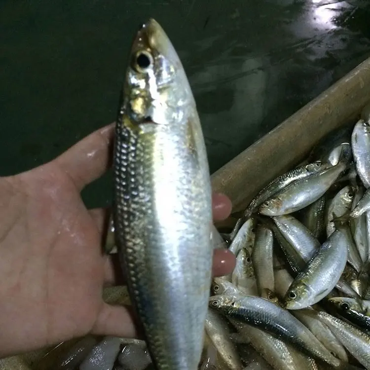 Buona Qualità Congelati In Scatola Sardine Marocco Farina di Pesce/In Scatola