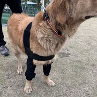 Attelle de Soutien Articulaire pour Chiens - Stabilisation des Fractures et Handicap, Sangle d'Assistance pour Patte, Chaleur et Résistance à l'Usure en Fibre de Polyester Post-Opératoire