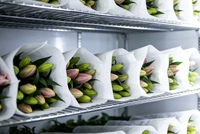 Cámara Frigorífica para Floristería, Refrigerador para Flores, Congelador para Flores