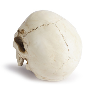 Modelo de calavera de resina para decoración de Halloween, uso en interiores, suministro artesanal de alta calidad - Product Image 3