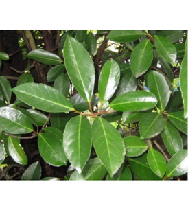 Piante Botaniche Essiccate di Alta Qualità Viburnum Odoratissimum Var. Steli e <span class=keywords><strong>Foglie</strong></span> di Awabuki - Product Image 2
