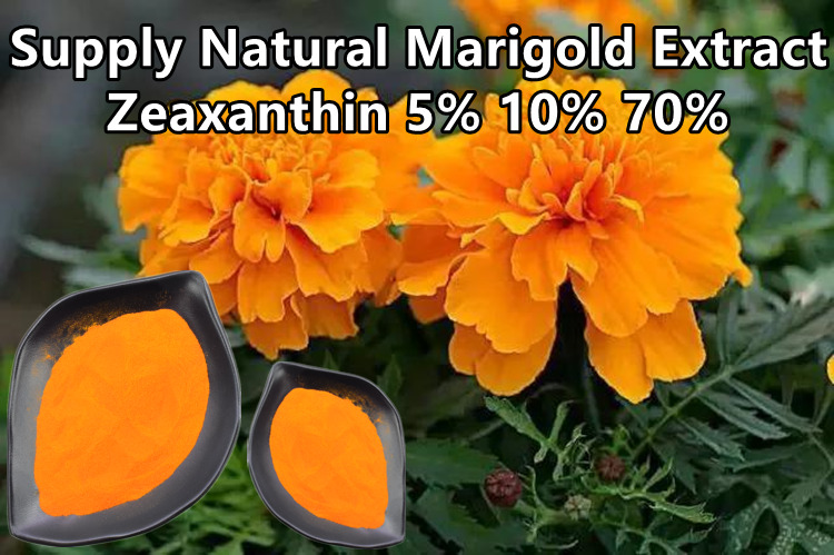 L'usine naturelle de fleur de souci extrait la poudre 10% de zéaxanthine 0