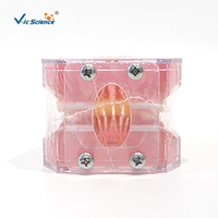 Modelo de Extracción Dental con 28 Dientes Removibles y Encías Suaves M7008 para Entrenamiento de Cirugía Oral, con Certificaciones CE, ISO, ROHS y CNAS