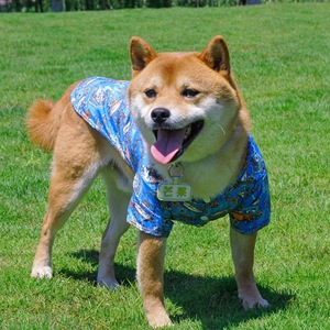 Vêtements pour animaux de compagnie Golden Teddy, chemise de style <span class=keywords><strong>plage</strong></span> hawaïenne avec fruits, ananas, <span class=keywords><strong>cocotier</strong></span>, vêtements décontractés pour chien et chat, vêtements d'été - Product Image 2