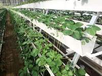 Serre en film multi-chapelles pour fraises, système hydroponique, projet clé en main