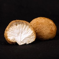 HACCP ISO gecertificeerde gedroogde leeuwenmanenzwam (Hericium Erinaceus) voor voedselverwerking, groothandel