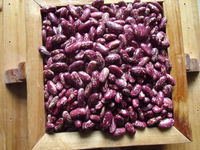 Haricots rouges violets séchés d'origine chinoise haricots à sucre mouchetés