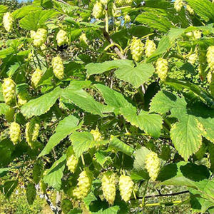 Tự nhiên humulus lupulus trong hop chiết xuất hoa bia tinh dầu - Product Image 6