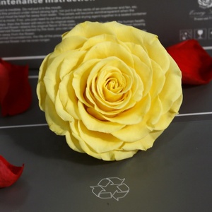 Regalo personalizado de fábrica, artesanía DIY, cabeza de Rosa conservada, flores decorativas de tacto Real de 9-10cm para el hogar, <span class=keywords><strong>boda</strong></span> decorativa - Product Image 5