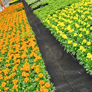 YRH usine noir PP usage agricole plastique paillis Anti-herbe tissu couvre-sol tissé contrôle des mauvaises herbes tissu rouleau feuille - Product Image 5