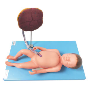 Simulateur de formation de compétences en soins infirmiers poupées d'enseignement médical Silicone nouveau-né bébé modèle avec organes internes cordon ombilical Placenta - Product Image 1
