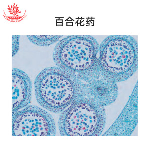 Diez diapositivas típicas para la enseñanza de cursos experimentales sobre especímenes biológicos con estructuras claras. - Product Image 3