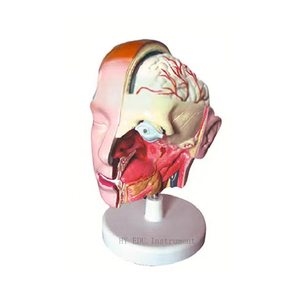 Cabeza De ciencia médica cara modelo anatómico vasos Estructura de cabeza de nervios con mandíbulas superior e inferior - Product Image 4