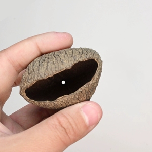 Wholesale Natural Hollow Pangi Fruit Shell For Meditation And <b>Wind</b> <b>Chime</b> - Product Image 5