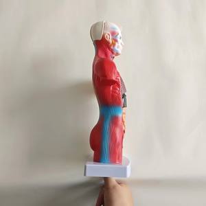 Modèle d'anatomie de torse <span class=keywords><strong>humain</strong></span> <span class=keywords><strong>asexué</strong></span> de petite taille détachable 28CM 15 pièces - Product Image 5