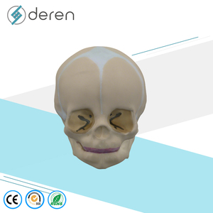Modèle de crâne humain grandeur nature pour la science médicale, modèle d'anatomie de crâne de bébé pour l'apprentissage des enfants, outil d'affichage éducatif - Product Image 1