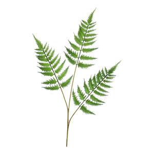 <span class=keywords><strong>D</strong></span>écoration <span class=keywords><strong>d</strong></span>'intérieur : Fougère artificielle en forme <span class=keywords><strong>d</strong></span>'asperge, feuilles laminées multi-branches floquées, plante artificielle pour aménagement paysager <span class=keywords><strong>d</strong></span>'hôtels et gîtes, vente en gros - Product Image 5