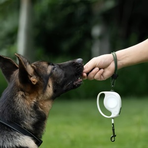 Correa moderna para perros de plástico y nailon, de liberación rápida, impermeable y ecológica. - Product Image 1