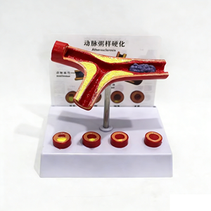 血管教育科学モデル学生向け医療教育用品 - Product Image 1