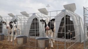 Maison de veau blanc Conception ronde personnalisable Clapier à veau en plastique de qualité alimentaire - Product Image 5