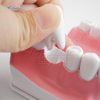 Modelo de Enseñanza de Cepillado Dental Ampliado 2 Veces con Cepillo de Dientes para Educación en Higiene Bucal, CE ISO ROHS CNAS