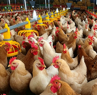 Mangeoire et abreuvoir automatiques pour poulets avec ventilateur de bonne qualité et coussin de refroidissement