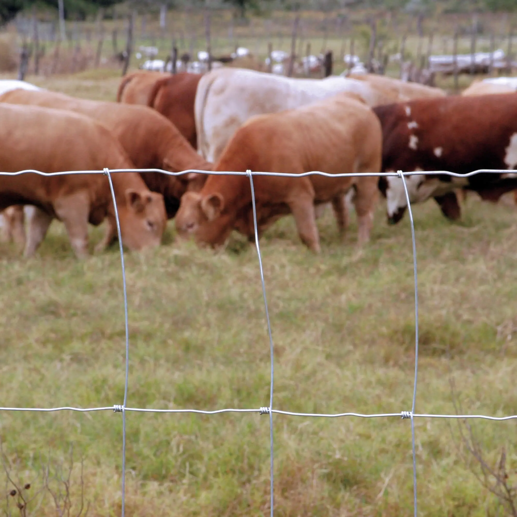 फैक्टरी हॉट सेल फार्म और फील्ड जस्ती पशुधन गाय मवेशी खेत पर धातु स्टील वायर बाड़
