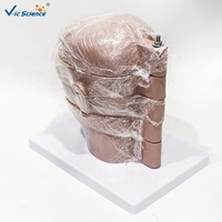 Modelo de Cerebro Humano con Sección Horizontal, Modelo Anatómico Transversal del Cerebro para Enseñanza de Radiología, CE/ISO/ROHS/CNAS