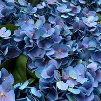 Fleurs d'hortensia bleues en gros, fleurs artificielles, hortensias au toucher réel, mur de fleurs