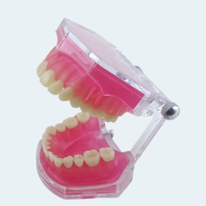 Modelo de encías blandas extraíbles de 28 dientes, producto de higiene bucal multiusos para toda la boca - Product Image 4