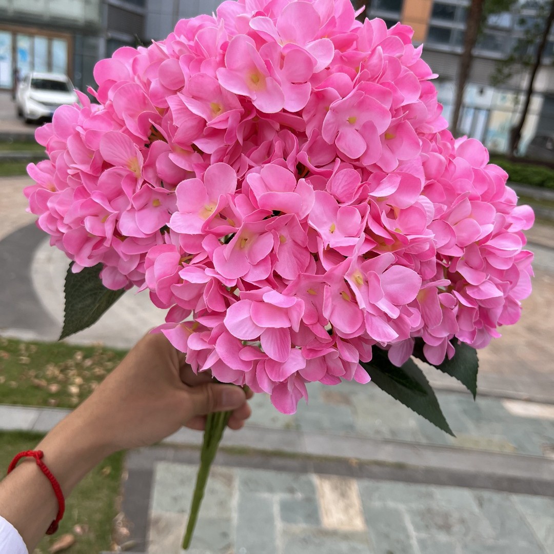 C-5 rosa intenso