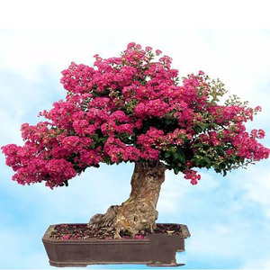 Origen de la variedad de bonsái completa y fácil de cultivar para decoración de jardines de flores y decoración exterior - Product Image 2