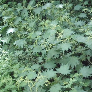 Materiali Medicinali Cinesi Xun Ma Zi, <span class=keywords><strong>Semi</strong></span> di <span class=keywords><strong>Ortica</strong></span> Essiccati Naturali, <span class=keywords><strong>Semi</strong></span> Puri per Tisane - Product Image 4