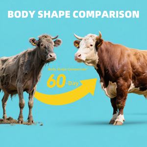 Meilleure vente d'urée <span class=keywords><strong>de</strong></span> qualité alimentaire pour vache et chèvre Gain <span class=keywords><strong>de</strong></span> poids Rendement laitier Supplément protéiné - Product Image 5