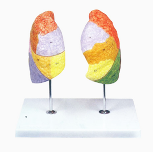 Gelsonlab HSBM-241 मानव फेफड़ों मॉडल फेफड़ों शरीर रचना विज्ञान मॉडल - Product Image 3