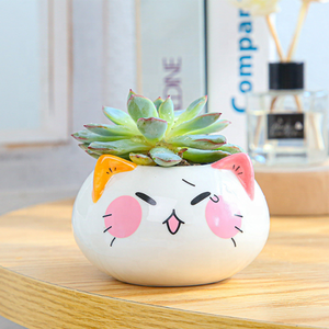 Pot de plantes fleurs Cactus en céramique, Design personnalisé de haute qualité, bon marché pour la décoration de <span class=keywords><strong>jardin</strong></span> - Product Image 4