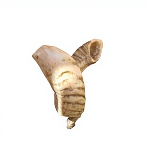 Shofar en corne de bélier brute en vrac, naturel et fait main AZ ENTERPRISES AZE-RH02, toucher authentique pour la fabrication et l'artisanat en gros - Product Image 5