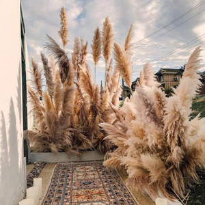 หญ้า Pampas แห้งขนาดใหญ่สีเขียวสีแดง,หญ้า Pampas หญ้าสีแดงสูง60-70ซม. - Product Image 1